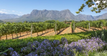 Cape Winelands